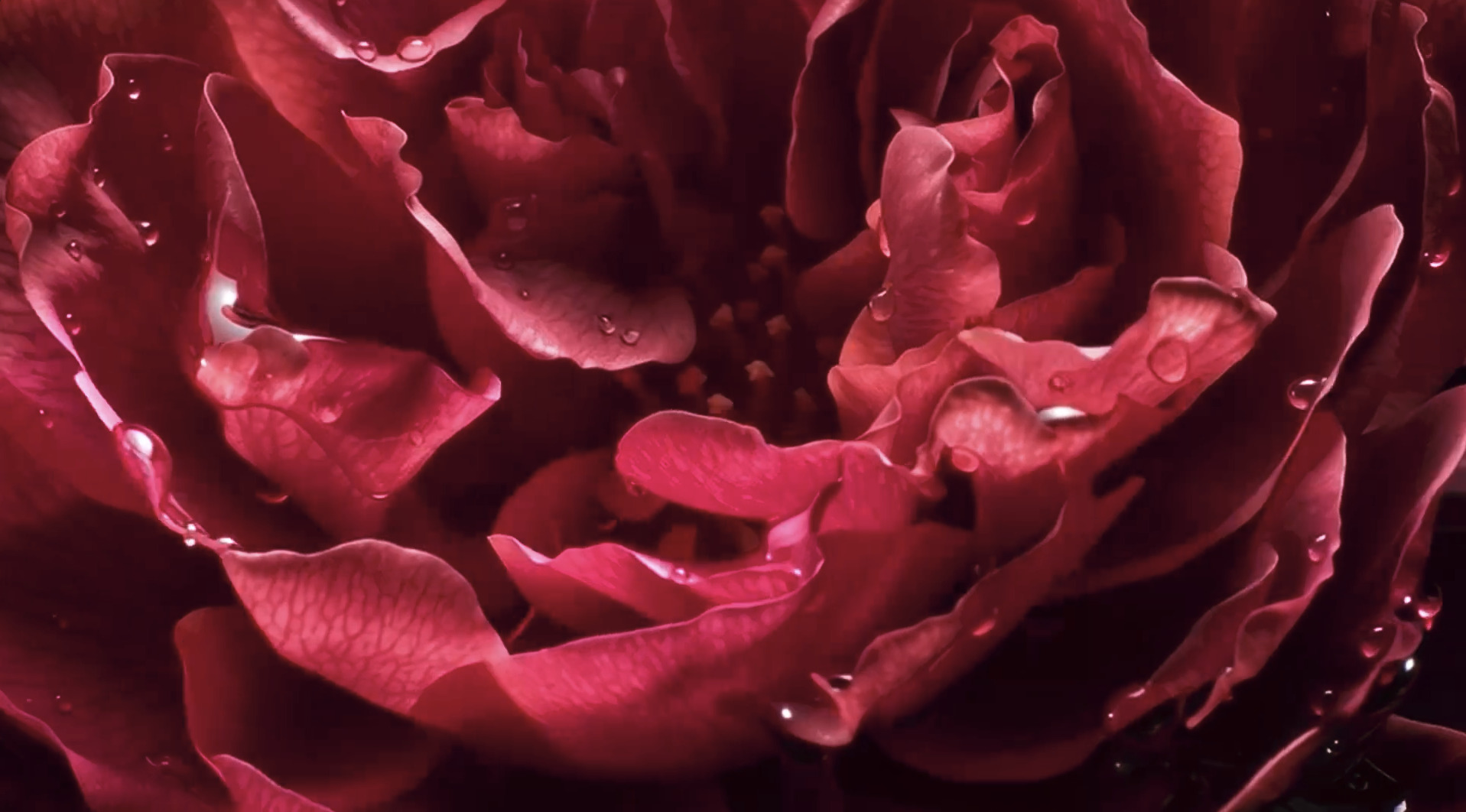 Cuuut, project-player: Mugler / Angel Nova (fig. 3)