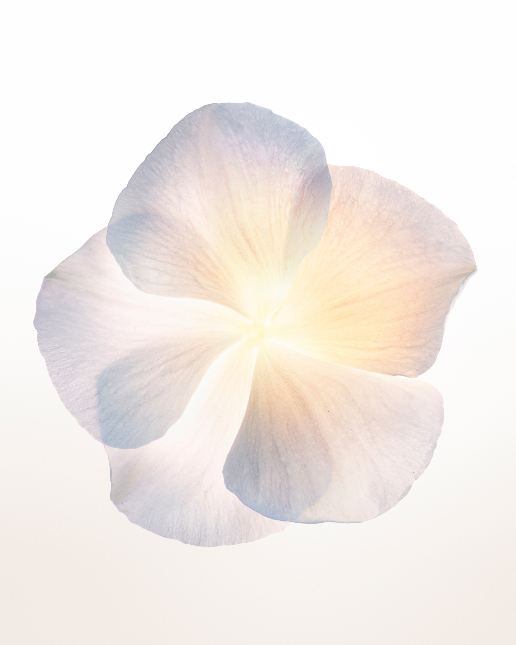 Cuuut, project: Narciso Rodriguez Eau De Parfum (thumbnail)