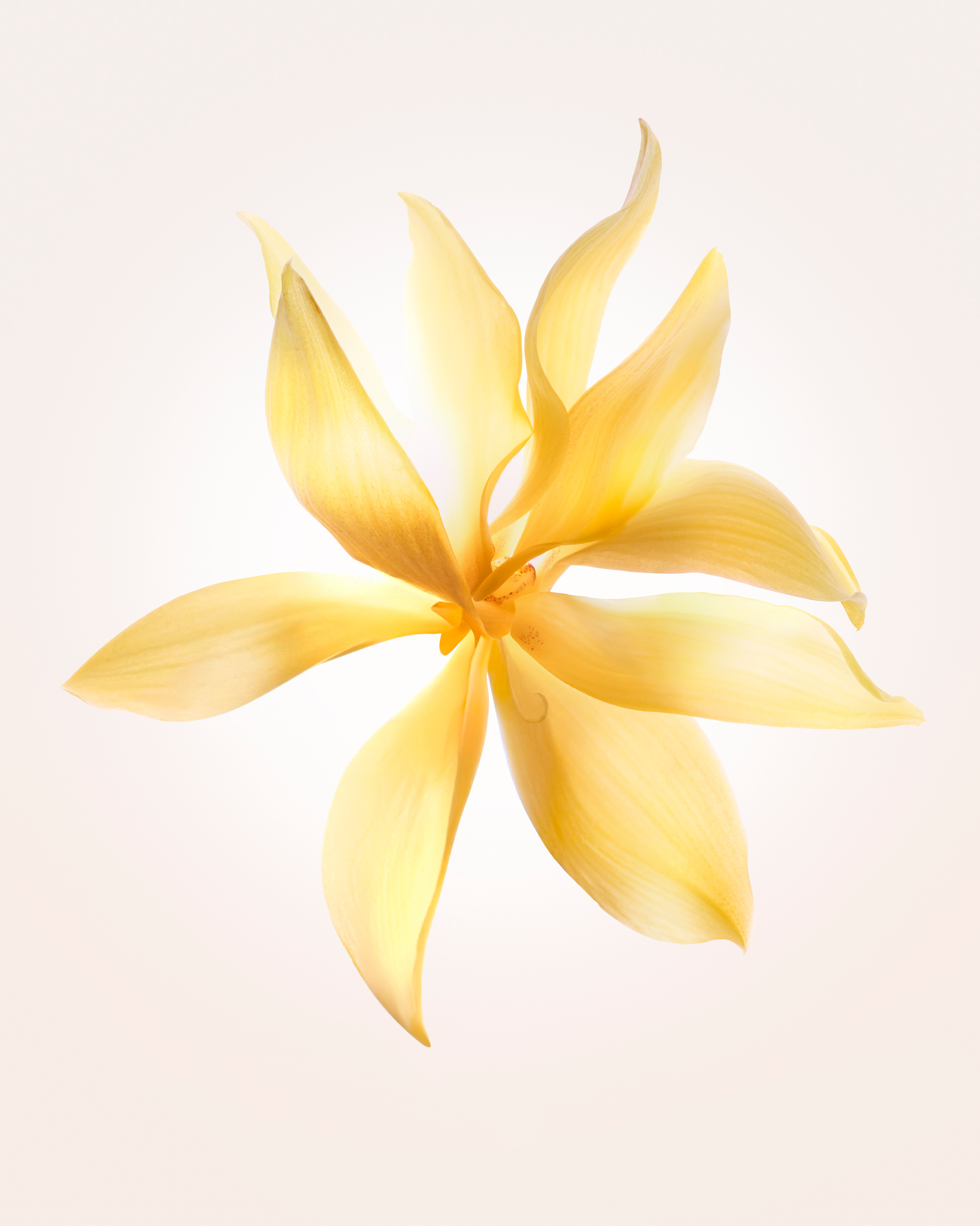 Cuuut, project: Narciso Rodriguez Eau De Parfum (thumbnail)