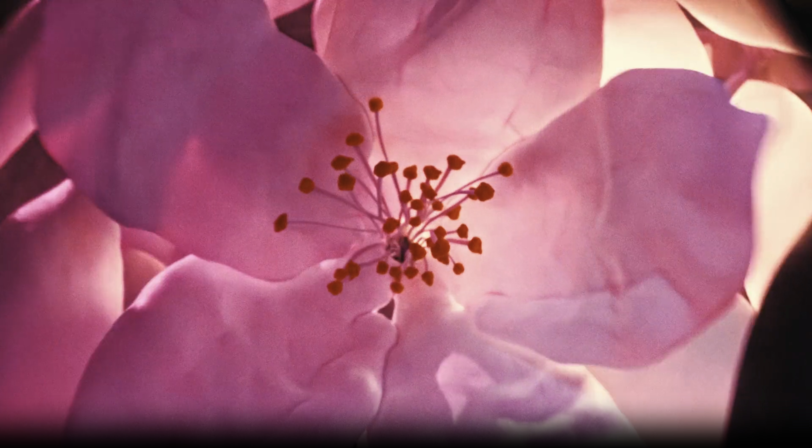 Cuuut, project-player: YSL / Black Opium (fig. 2)