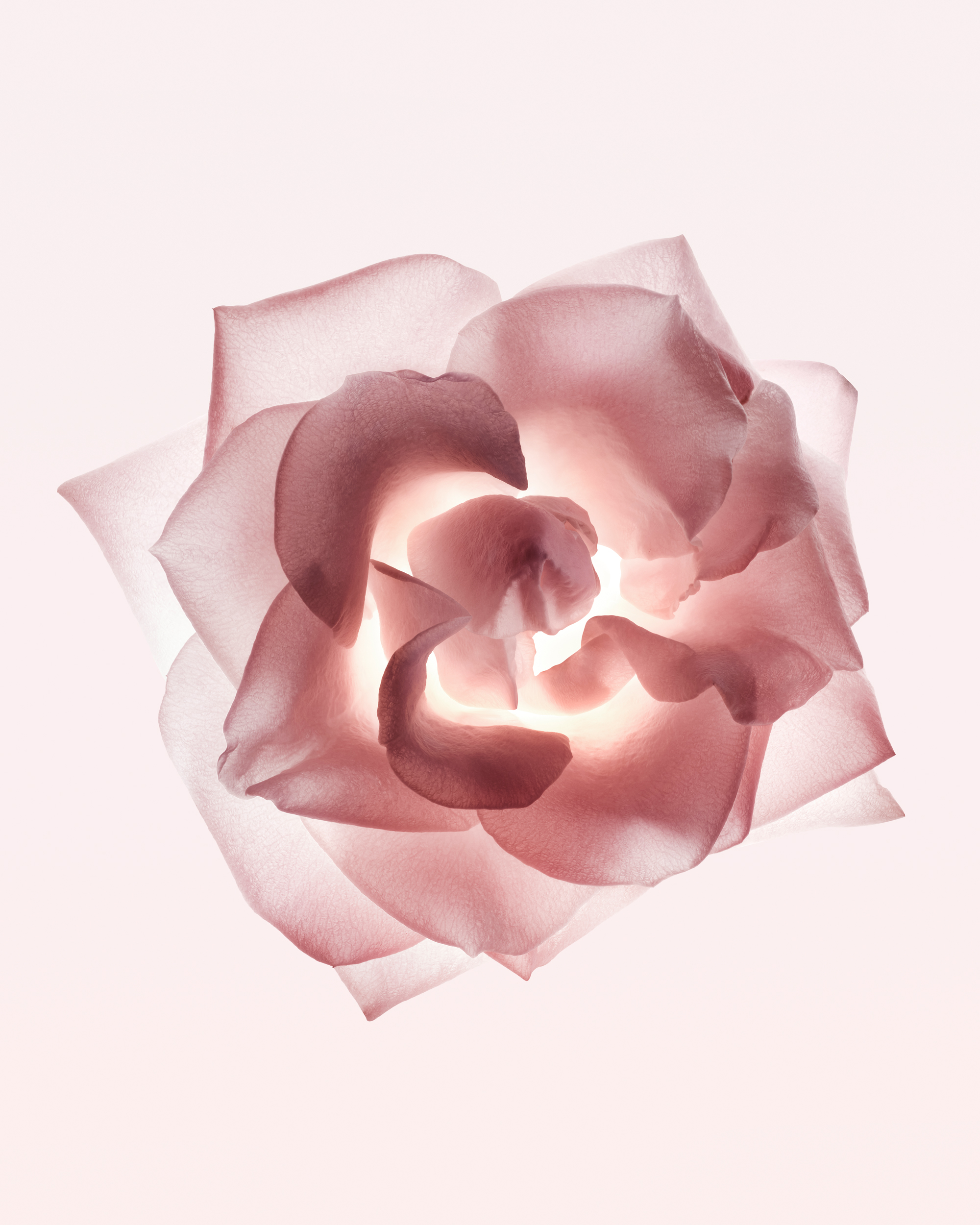 Cuuut, project: Narciso Rodriguez Eau De Parfum (thumbnail)