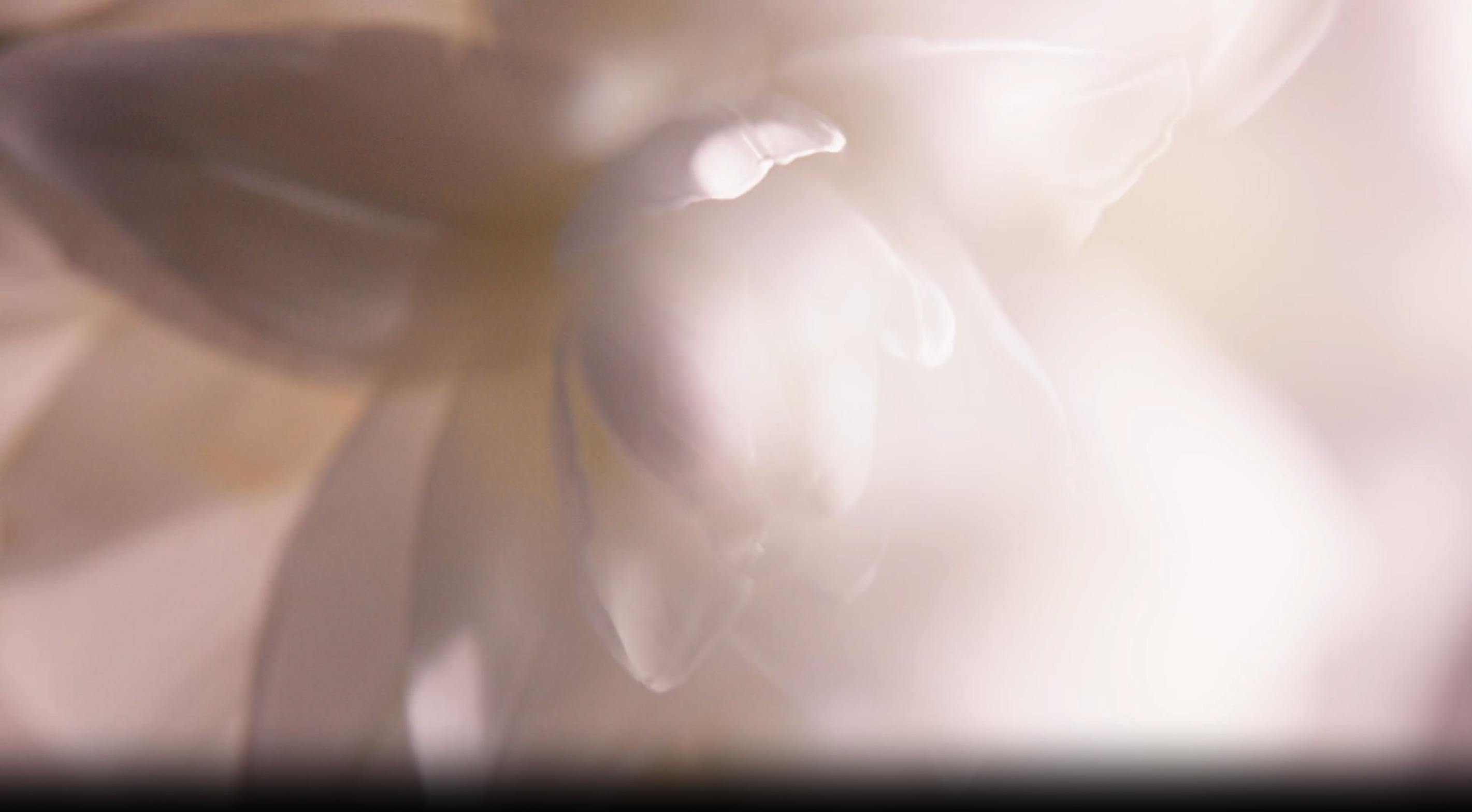 Cuuut, project-player: Narciso Rodriguez / Musc Nude (fig. 3)